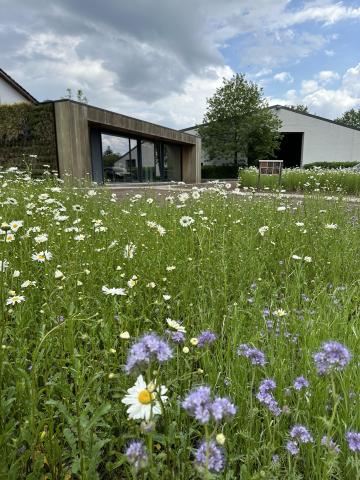 Het aangelegde bloemrijk grasland voor onze burelen